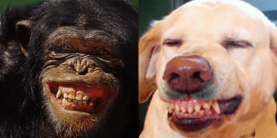 A gauche : un chimpanzée effrayé; à droite : un chien en posture de soumission (source)
